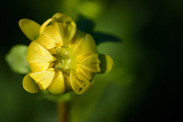 Close-up of the bud of a fresh yellow dahlia in front of green background with open space in summer