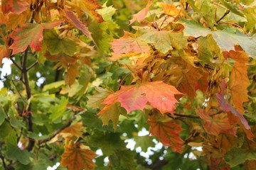 Herbst 3