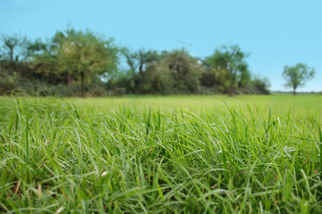 beautiful green grass on a blurred background of the meadow and trees in the distance, ecology concept