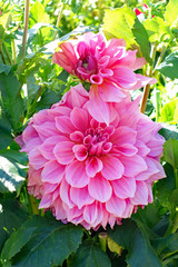 Obraz premium Dahlie pink