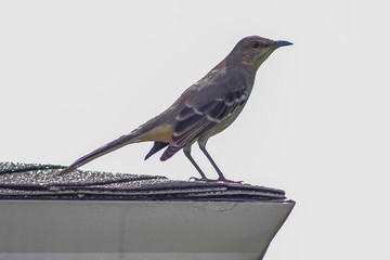grey bird looking at horizon