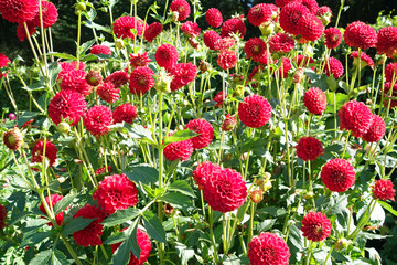 Rote Dahlien im Dahlienbeet
