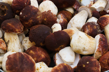 Mushrooms with brown hats and white legs in crates in the market.Boletus.