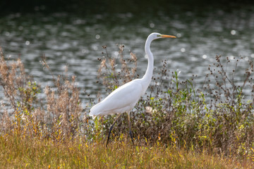 Silberreiher am Plessenteich