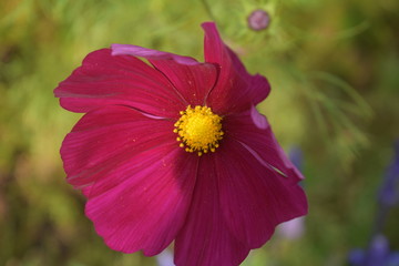 Close Up Photo of Pink Flower in an Outdoor Setting