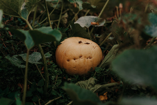 orange pumpkin on the green grass in the farm