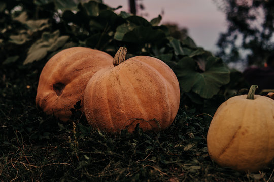orange pumpkin on the green grass in the farm