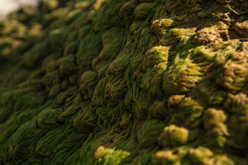 green old algae on big stone in sun