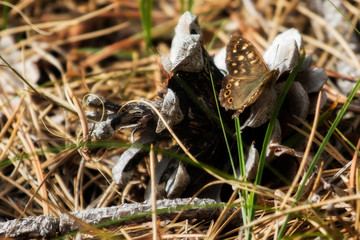 Butterfly sitting on a pine cone in the forest