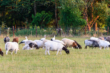 Sheeps and Storks