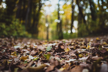 autumn leaves in park