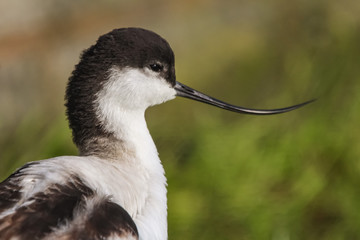 avocet
