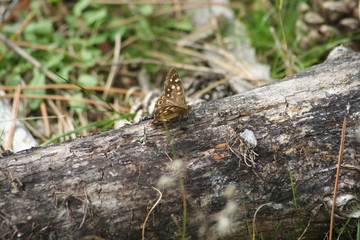 A colorful butterfly sitting on a piece of wood in the forest