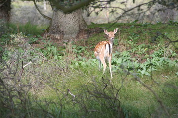 A deer in the forest looking back.