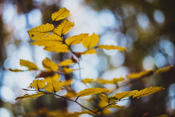 autumn leaves on tree