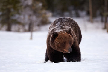 Brown bear in the snow