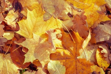 Naklejka na ściany i meble background of fallen to the ground autumn yellow orange leaves
