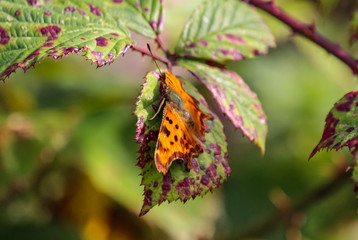butterflies