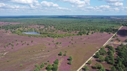 bruyères dans le lande de Lunebourg