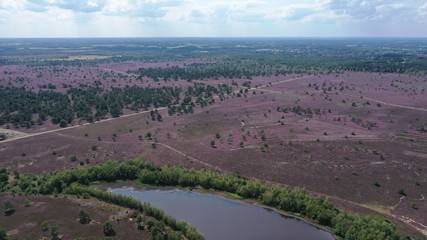 bruyères dans le lande de Lunebourg