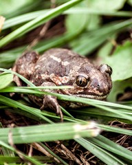 frog in grass