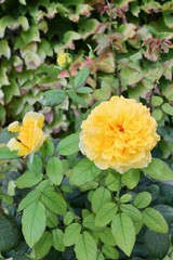 yellow garden roses