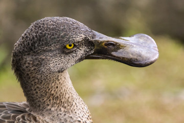 northern shoveler
