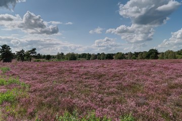 bruyères dans le lande de Lunebourg