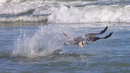 Fototapeta premium Osprey in action
