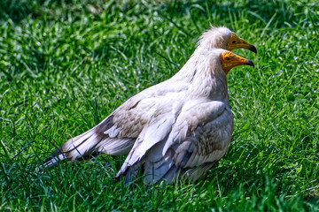 Couple of vultures on the grass
