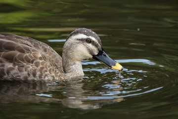 duck