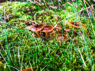 Norwegian mushroom growing among Juniper