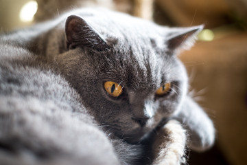 Gatto di razza British Shorthair con occhi aperti