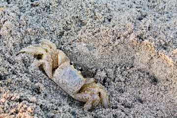 crab hiding in sand