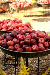 Autumn harvest theme background. Red apples at the harvest holiday. Decoration during Tbilisisoba festival in Tbilisi, Georgia. 