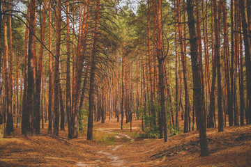 pine forest in hot summer