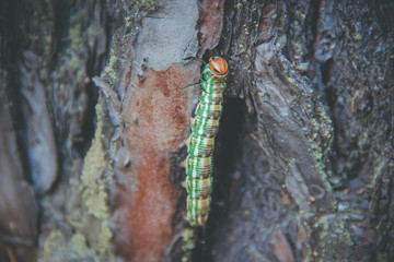 green caterpillar creeps on tree bark