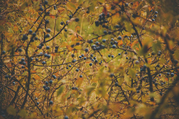 dark blue berries on an autumn shrub in the forest