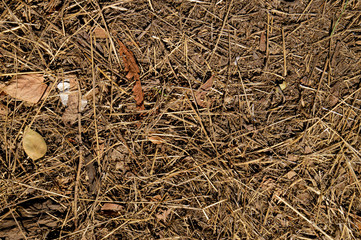  Dry grass texture, dried grass on the lawn.