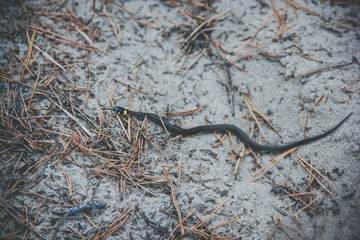 snake is crawling on the sand