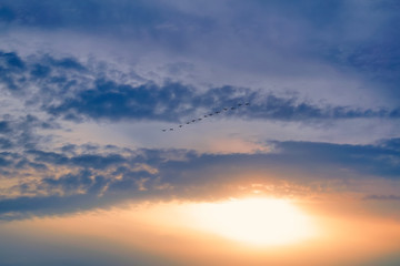 A flock of swans flying wedge in the evening sunset sky. Swans flying wedge.