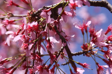 flowers of a tree