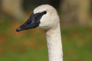 trumpeter swan