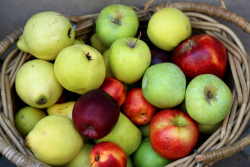 Red, yellow and green apples in the basket. Autumn harvest festival in Tbilisi Georgia.