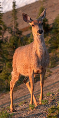 Deer standing on hillside. Natural environment, wildlife. Late afternoon warm golden lighting, Oregon mountain wildlife. Deer looking directly at the viewer, portrait orientation photograph