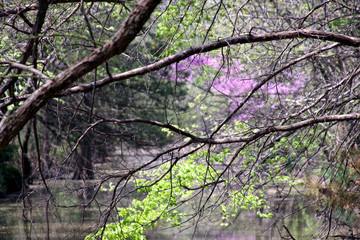 tree in blossom