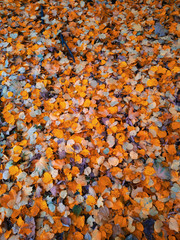 autumn leaves background
