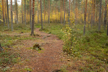 Footpath autumn forest landscape in Finland