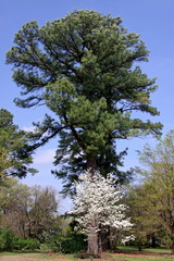 tree on background of blue sky