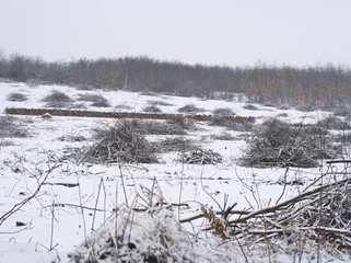 Pile of Branches and Logs